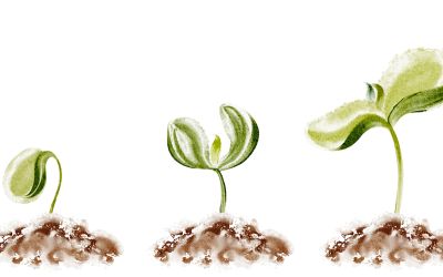 Graphic of a seed growing, showing three stages of growth, to illustrate the article 